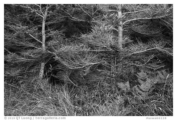 Ferns and conifers, San Juan Islands National Monument, Lopez Island. Washington (black and white)