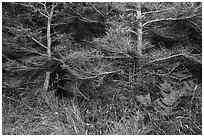 Ferns and conifers, San Juan Islands National Monument, Lopez Island. Washington ( black and white)