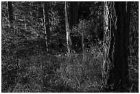 Forest with late light, San Juan Islands National Monument, Lopez Island. Washington ( black and white)
