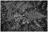 Close-up of ferns and berries, San Juan Islands National Monument, Lopez Island. Washington ( black and white)