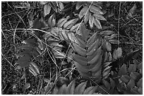 Close-up of leaves on forest floor, San Juan Islands National Monument, Lopez Island. Washington ( black and white)