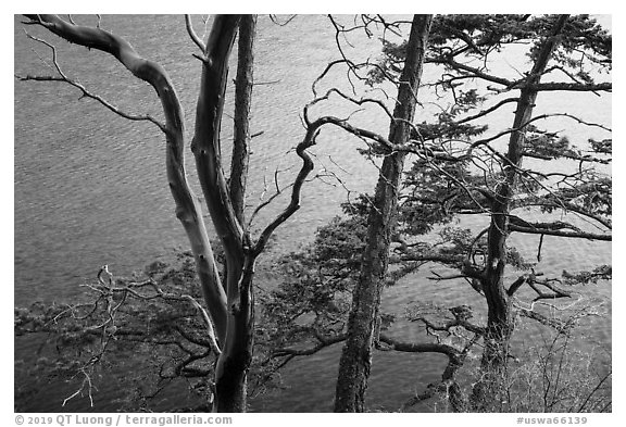 Madrone and pine trees, Watmough Bay, San Juan Islands National Monument, Lopez Island. Washington (black and white)