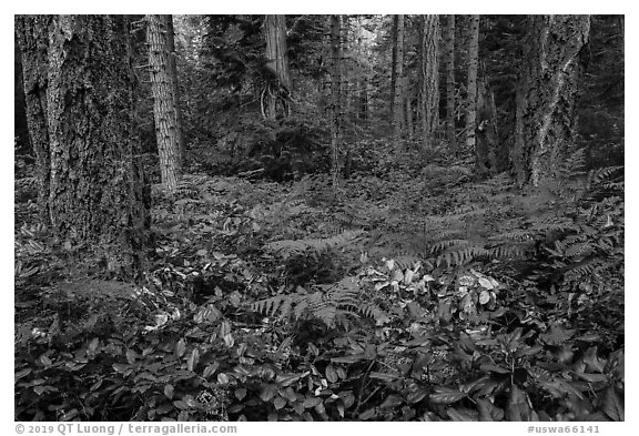 Ferns and forest, San Juan Islands National Monument, Lopez Island. Washington (black and white)