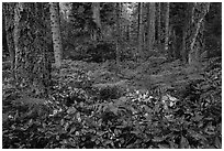 Ferns and forest, San Juan Islands National Monument, Lopez Island. Washington ( black and white)