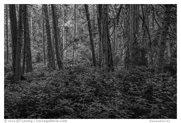 Forest near Point Coville, San Juan Islands National Monument, Lopez Island. Washington (black and white)
