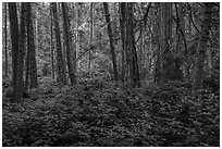 Forest near Point Coville, San Juan Islands National Monument, Lopez Island. Washington ( black and white)