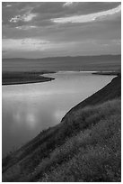 Grasses and Columbia River at sunset, Hanford Reach National Monument. Washington ( black and white)