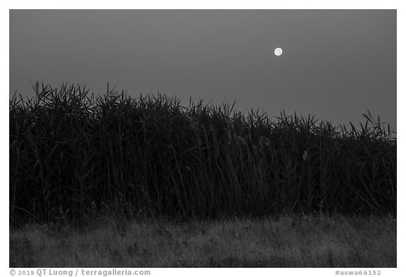 Tall reeds and moon, Hanford Reach National Monument. Washington (black and white)