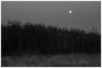 Tall reeds and moon, Hanford Reach National Monument. Washington ( black and white)