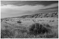 Grasses and cliffs in summer, Ringold Unit, Hanford Reach National Monument. Washington ( black and white)
