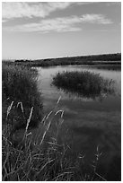 Aquatic grasses on the banks of Columbia River, Ringold Unit, Hanford Reach National Monument. Washington ( black and white)