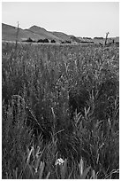 Wildflowers, Ringold Unit, Hanford Reach National Monument. Washington ( black and white)