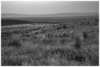 Sub-steppe grasses and distant Saddle Mountain, Hanford Reach National Monument. Washington ( black and white)