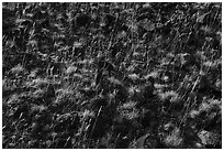 Close up of grasses and volcanic rocks, Hanford Reach National Monument. Washington ( black and white)
