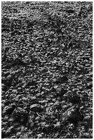 Grasses and volcanic rocks, Hanford Reach National Monument. Washington ( black and white)