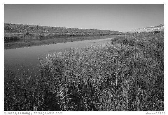 Grasses, Columbia River secondary channel, Savage Island, Hanford Reach National Monument. Washington (black and white)