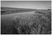 Grasses, Columbia River secondary channel, Savage Island, Hanford Reach National Monument. Washington ( black and white)