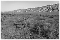 Rabittbrush and bluffs in autumn, Hanford Reach National Monument. Washington ( black and white)