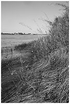Grasses and sunflowers on Columbia River shore, Hanford Reach National Monument. Washington ( black and white)