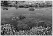 Wetlands on the shore of Savage Island, Hanford Reach National Monument. Washington ( black and white)