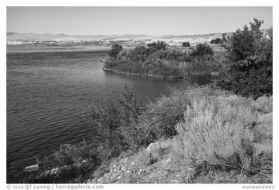Rabbitbrush in bloom on shore of Columbia River, Hanford Reach National Monument. Washington (black and white)