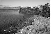 Rabbitbrush in bloom on shore of Columbia River, Hanford Reach National Monument. Washington ( black and white)