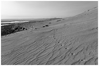 Animal track on sand dunes, Hanford Reach National Monument. Washington ( black and white)