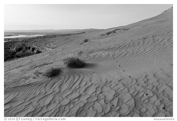 Ripples and wildlife track on sand dunes, Hanford Reach National Monument. Washington (black and white)