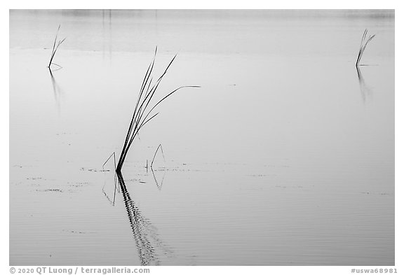 Isolated reeds at sunrise, Wahluke Ponds, Hanford Reach National Monument. Washington (black and white)