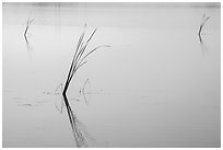 Isolated reeds at sunrise, Wahluke Ponds, Hanford Reach National Monument. Washington ( black and white)