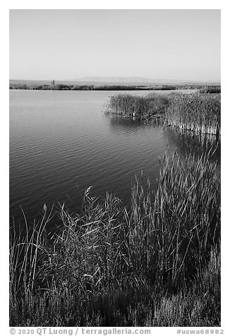 Cattails and Wahluke Ponds, early morning, Hanford Reach National Monument. Washington (black and white)