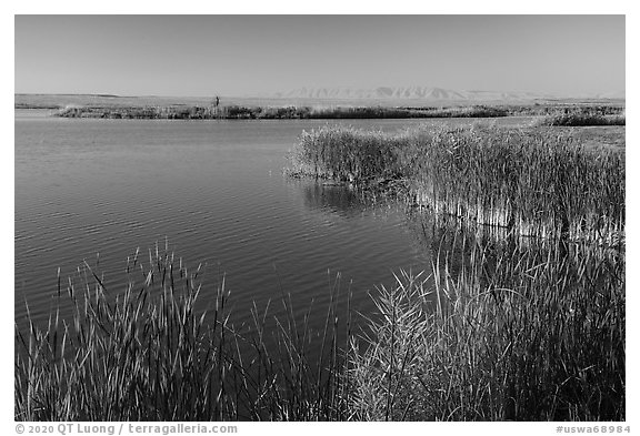 Reeds, Wahluke Ponds, Hanford Reach National Monument. Washington (black and white)