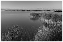 Reeds, Wahluke Ponds, Hanford Reach National Monument. Washington ( black and white)