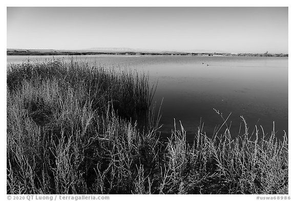 Wahluke Ponds with wading birds, Hanford Reach National Monument. Washington (black and white)