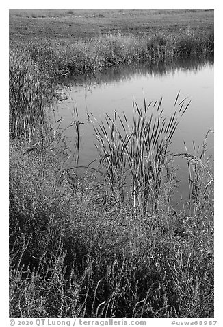 Shore detail with reeds, Wahluke Ponds, Hanford Reach National Monument. Washington (black and white)