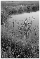 Shore detail with reeds, Wahluke Ponds, Hanford Reach National Monument. Washington ( black and white)