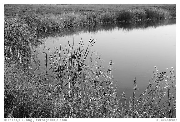 Shoreline, Wahluke Ponds, Hanford Reach National Monument. Washington (black and white)