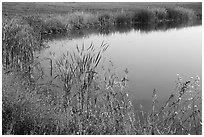 Shoreline, Wahluke Ponds, Hanford Reach National Monument. Washington ( black and white)
