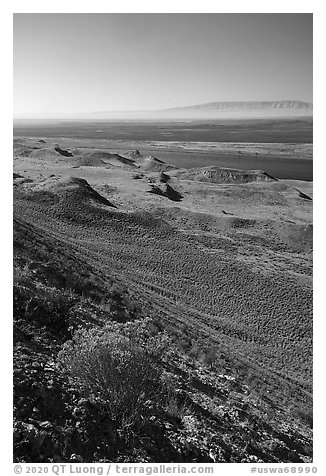 Rabbitbrush in bloom and Columbia River, Hanford Reach National Monument. Washington (black and white)