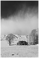 Historic house and bare cottonwoods in winter. Jackson, Wyoming, USA (black and white)