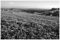 Carpet of alpine flowers, Beartooth Mountains, Shoshone National Forest. Wyoming, USA (black and white)