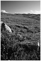 Summer alpine meadow and rocks, late afternoon, Beartooth Range, Shoshone National Forest. Wyoming, USA (black and white)