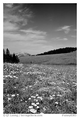 Wildflowers in alpine meadow, Bighorn Mountains, Bighorn National Forest. Wyoming, USA (black and white)