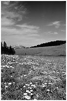 Wildflowers in alpine meadow, Bighorn Mountains, Bighorn National Forest. Wyoming, USA (black and white)