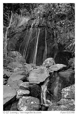 La Coca Falls, El Yunque, Carribean National Forest. Puerto Rico (black and white)