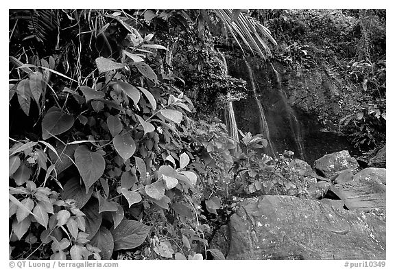 Waterfall in rain forest, El Yunque, Carribean National Forest. Puerto Rico (black and white)