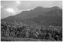 Forest-covered hill. Puerto Rico ( black and white)