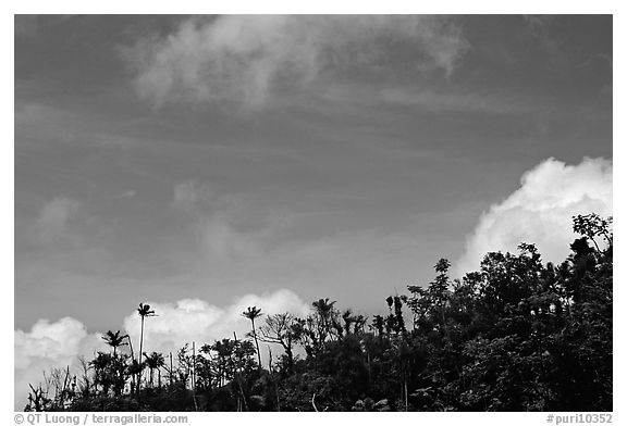 Clouds and trees. Puerto Rico (black and white)