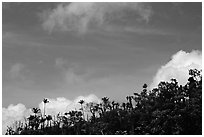 Clouds and trees. Puerto Rico (black and white)
