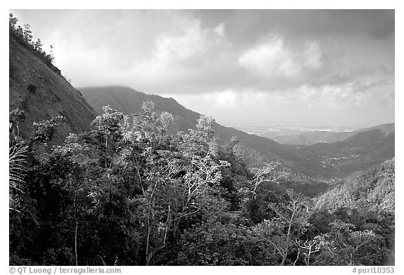 Tropical forest and hills. Puerto Rico (black and white)